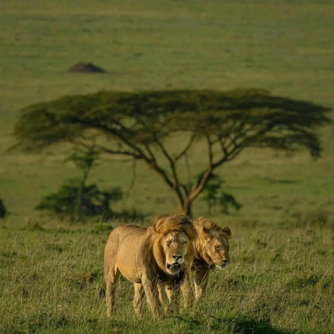 Ilkerin Camp Maasai Mara Acomodação com café da manhã Sekenani Exterior foto